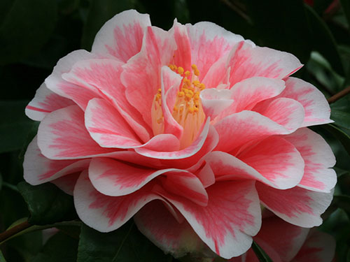 23. Kamelienblütenschau